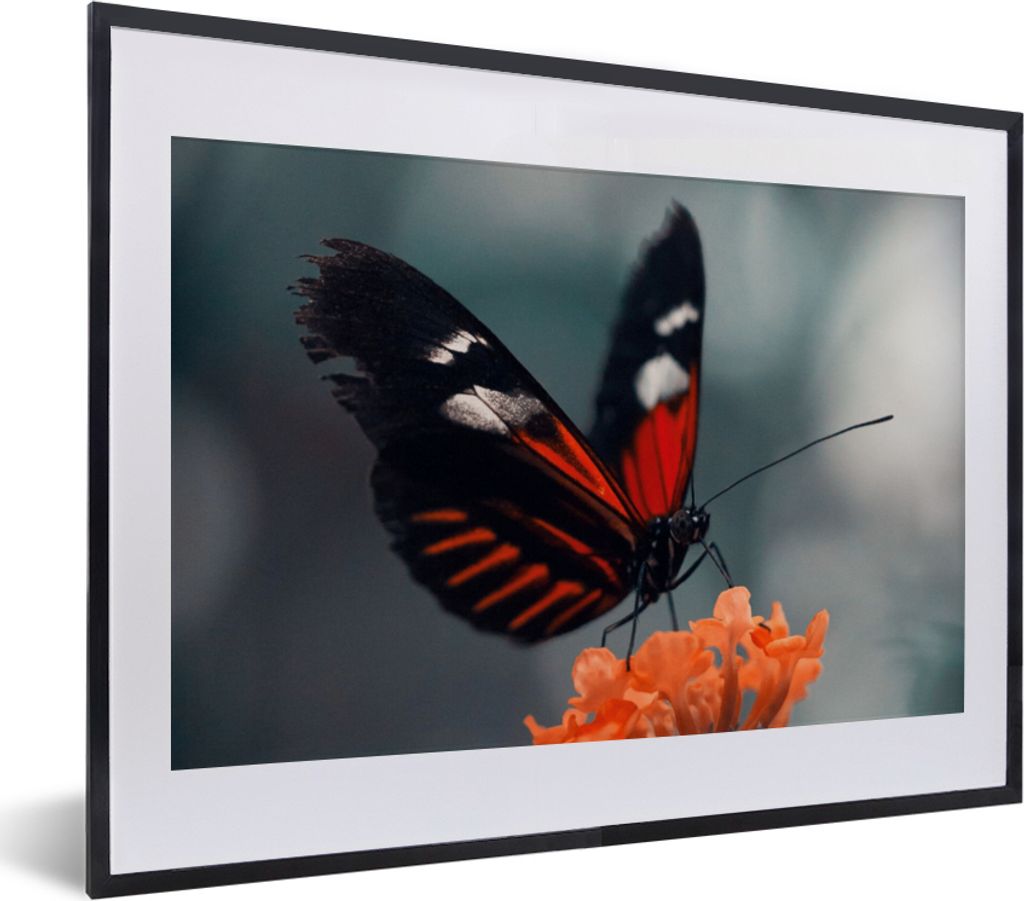 MuchoWow Gerahmtes Poster Schmetterling - Blume - Insekt 40x30 cm - Poster mit Schwarzem Bilderrahmen Wandposter Rahmen Foto Bilder - Bilderrahme...