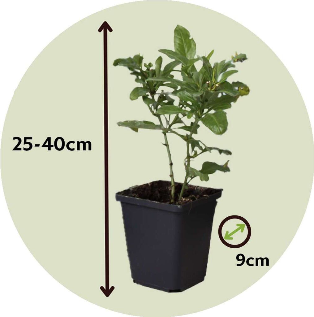 Bleiwurz - 3 Stk - Plumbago auriculata - Höhe 25-40cm - Produktbild 2