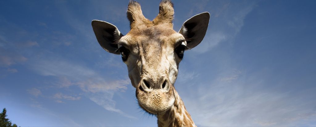hansepuzzle 78361 - Giraffe Panorama-Puzzle 2000 Teile | Natur Puzzle, 2028 Teile, Natur, 60,0 x 46,0cm mit hochwertiger Aufbewahrung, Kartonbox & ...