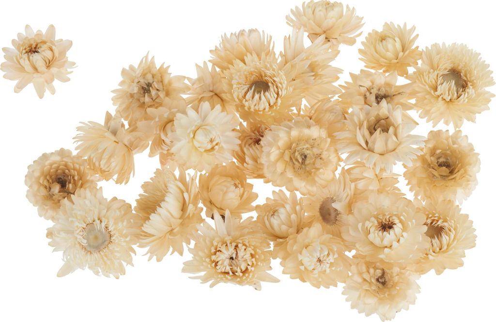 Strohblumenköpfe, ca. 20 - 30 g Creme