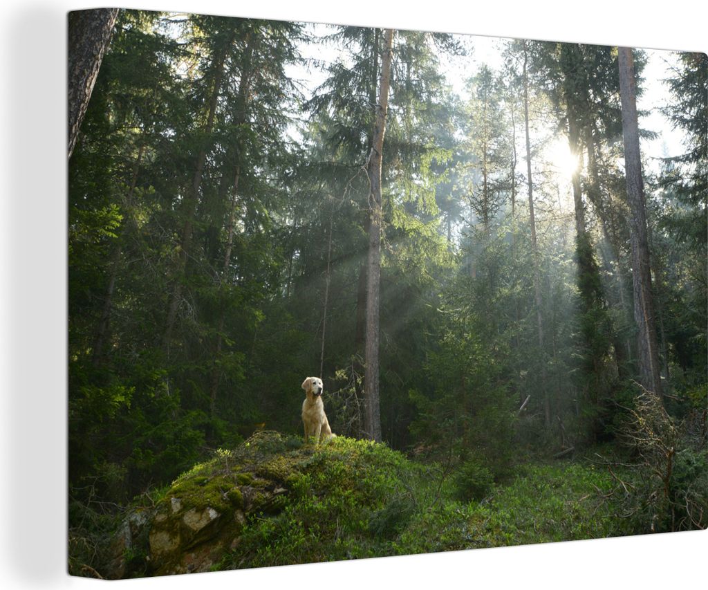 OneMillionCanvasses - Leinwandbilder - 150x100 cm, Hund - Wald - Fels, Wandbilder Kunstdruck Wanddekoration