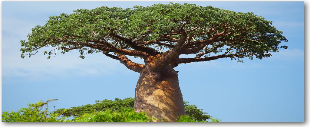 Tulup Küchenrückwand Spritzschutz aus Glas -125x50 -Spritzschutz auf gehärtetes Glas Deko Blumen & Pflanzen Baobab