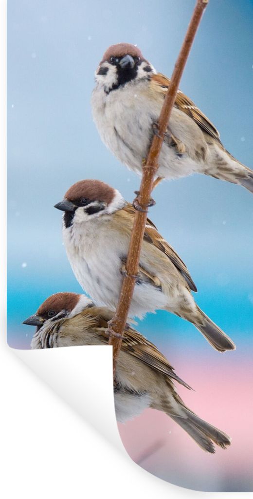 MuchoWow Wandtattoo Wandsticker Wandaufkleber Vögel - Spatz - Tiere - Äste 40x80 cm Selbstklebend und Repositionierbar - Repositionierbar - Was...
