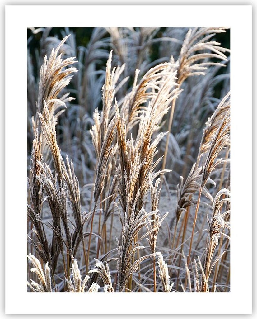 Poster - Poster ohne Rahmen - Stock Ähren Boho - 40x50 cm - Wand Bild - Wanddeko - Wandbilder - Kunstposter - Wandposter - Bilder - Kunstdruck - W...