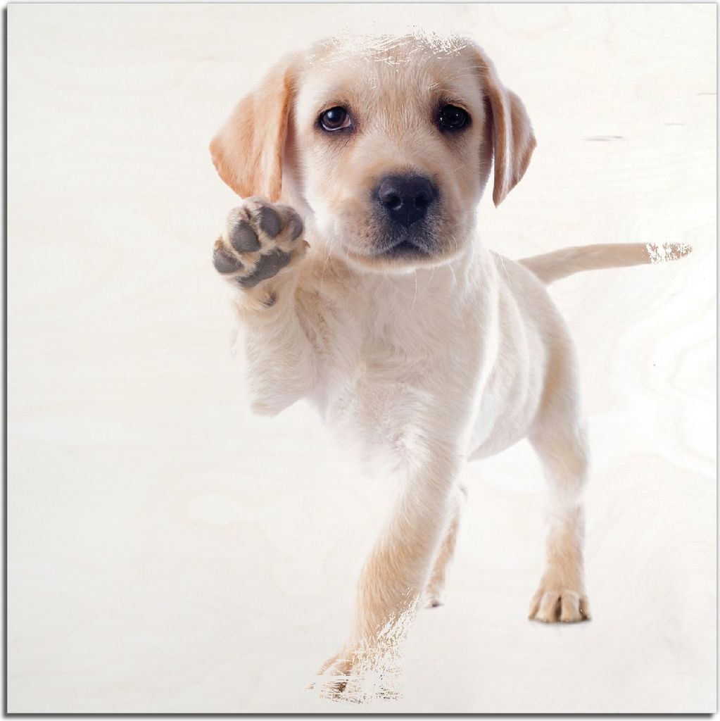 Kunstdrucke Wandbilder Holz in : Brillante Farben, Größe 50 x 50 cm Motiv Süßer Labrador-Welpe sagt Hallo
