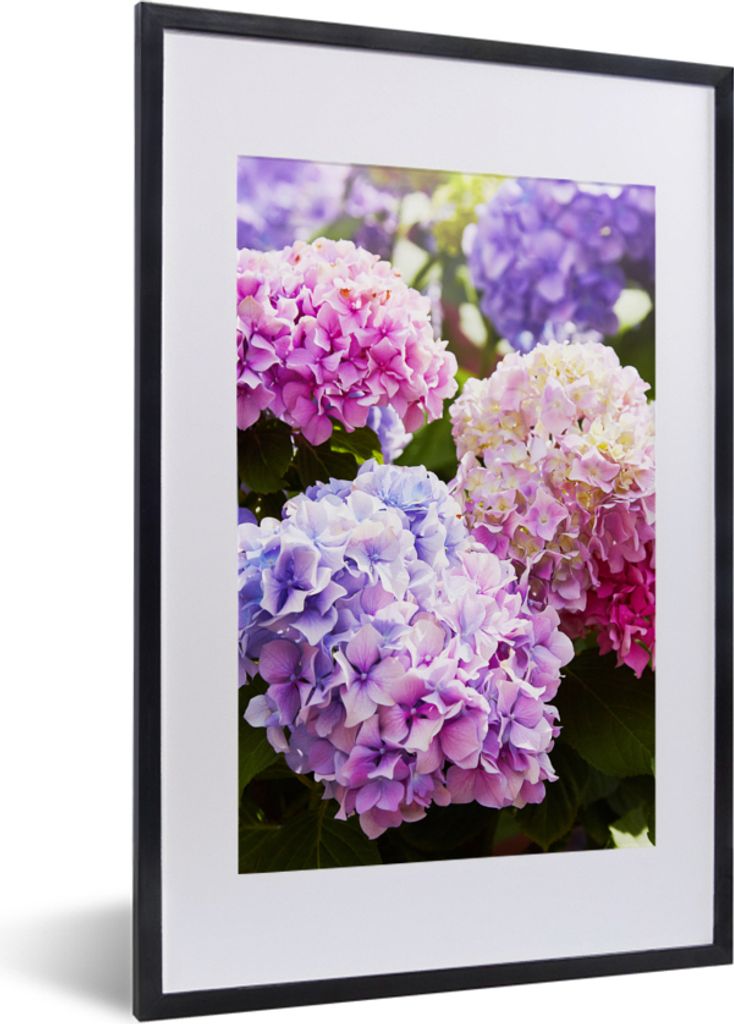 MuchoWow Gerahmtes Poster Blumen - Hortensie - Rosa - Blätter - Sonne 40x60 cm - Poster mit Schwarzem Bilderrahmen Wandposter Rahmen Foto Bilder...