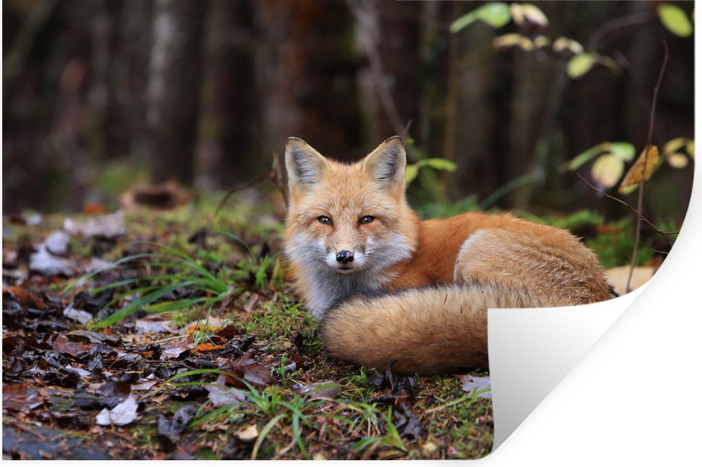 MuchoWow Wandtattoo Wandsticker Wandaufkleber Fuchs - Wald - Tier 90x60 cm Selbstklebend und Repositionierbar - Aufkleber