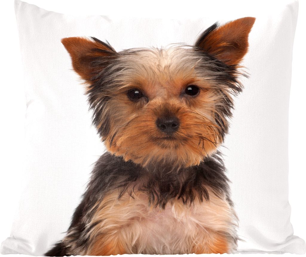 MuchoWow Zierkissen Sofakissen Wohnzimmer Dekokissen 40x40 cm Posierender Yorkshire Terrier - Sofakissenbezüge - ohne füllung