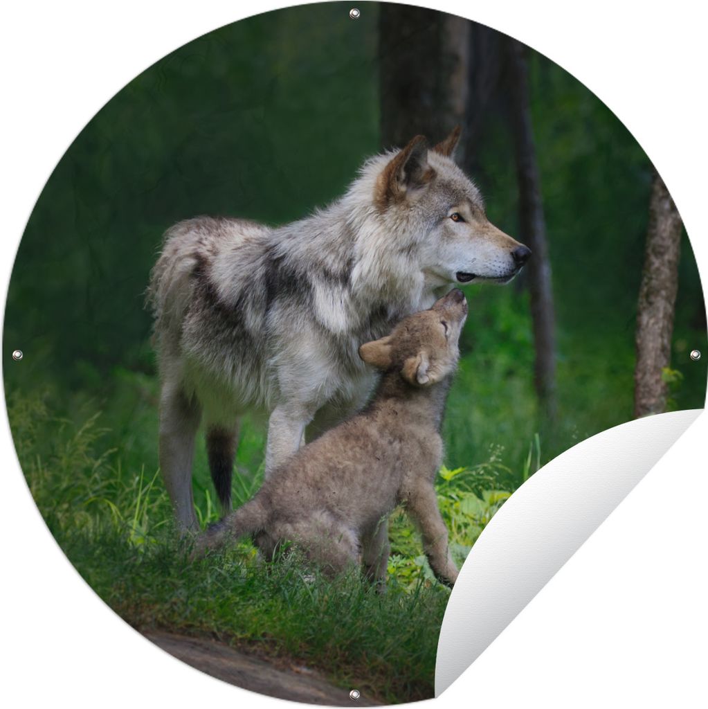 MuchoWow Gartenposter Outdoor-Poster Rund Wolf - Baby - Wald Ø 90 cm Gartendeko Rundes Poster draußen