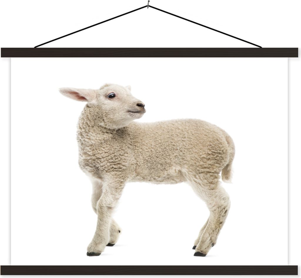 MuchoWow Textilposter Schaf - Wolle - Lamm 150x113 cm mit schwarzem Rahmen - Wohnzimmer