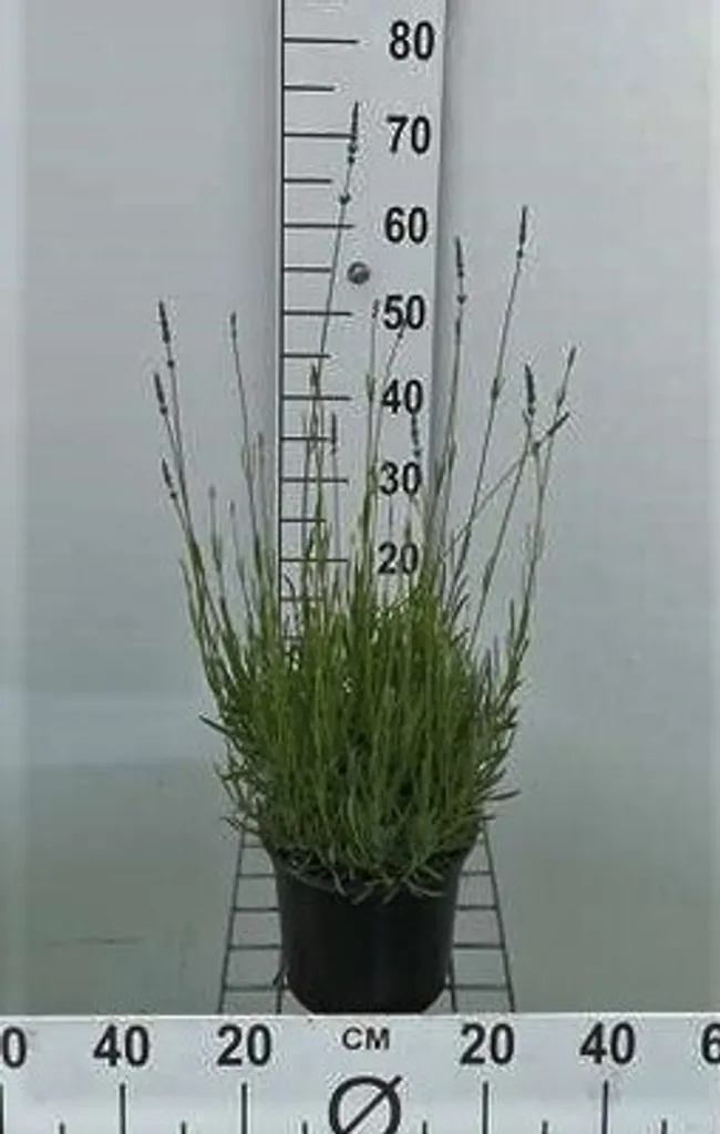 Lavande Lavandula int. Dutch pour Bordure et Rocaille - Godet de 3L