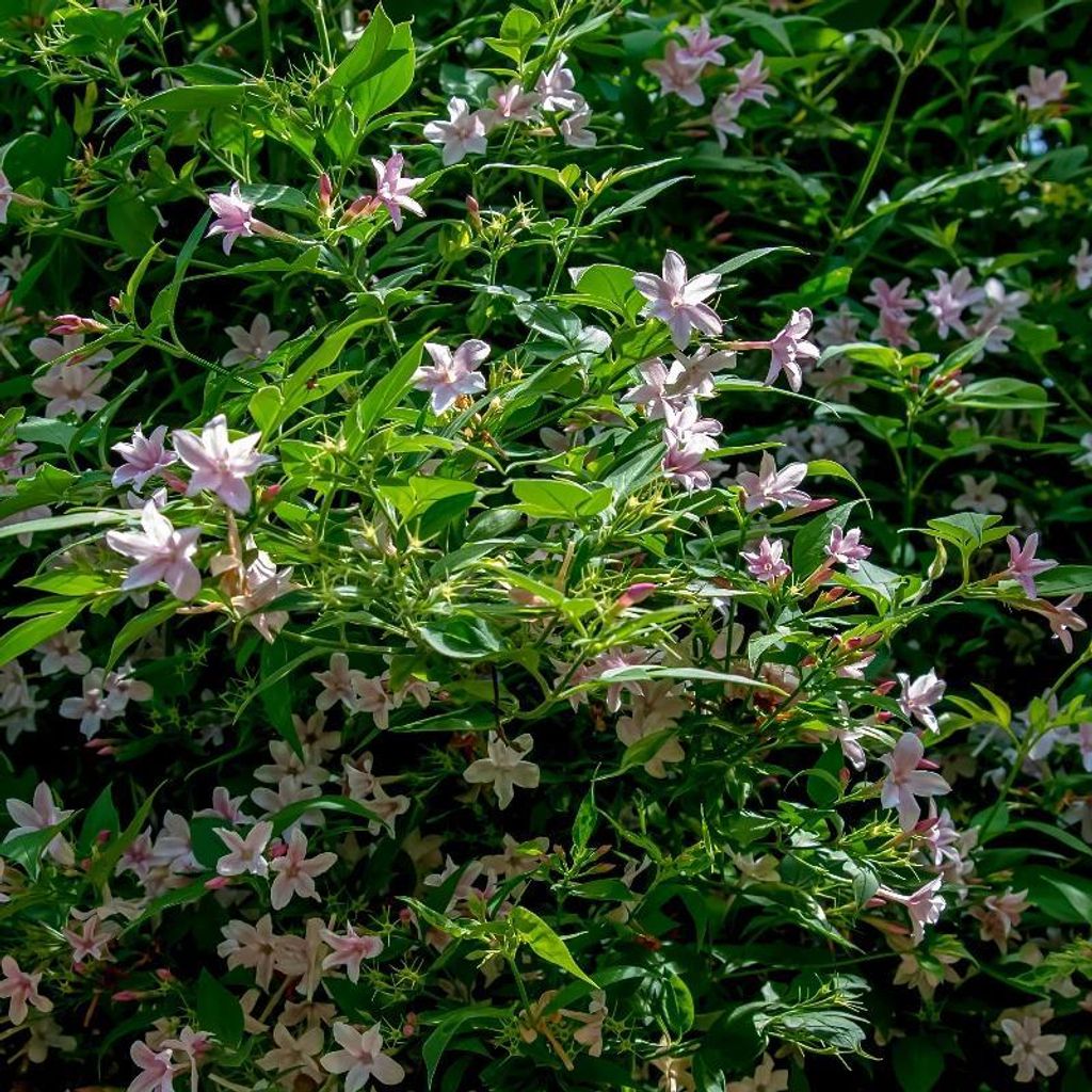 Set mit 4 chinesischen Jasminblüten (Jasminum stephanense) – Hellrosa Blüten – 9-cm-Topf