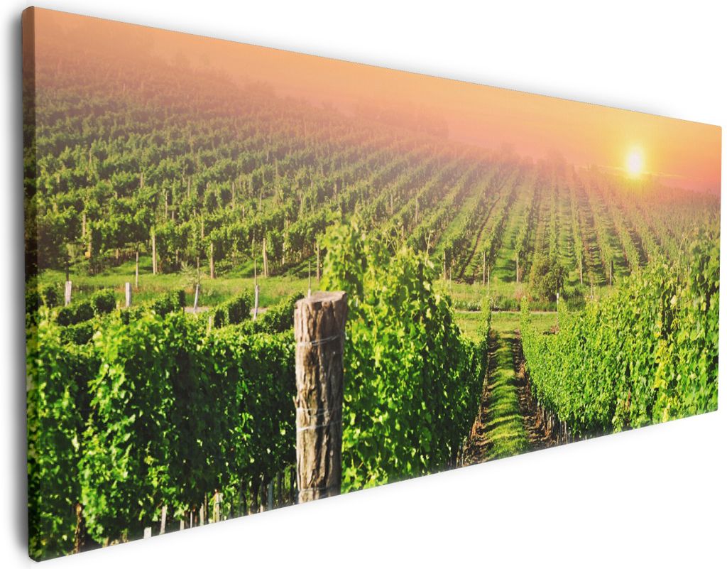 Wallario Premium Leinwandbild Weinberg mit untergehender Sonne in Größe 60 x 150 cm