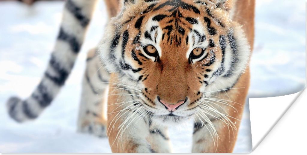 MuchoWow Poster Tiger - Schnee - Tiere 120x60 cm - Bild