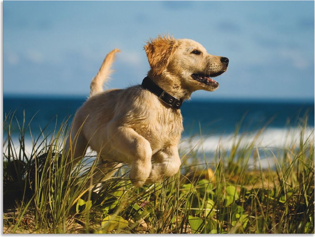 ARTland Wandbild Alu für Innen & Outdoor Hundebaby springt am Strand Größe: 60x45 cm