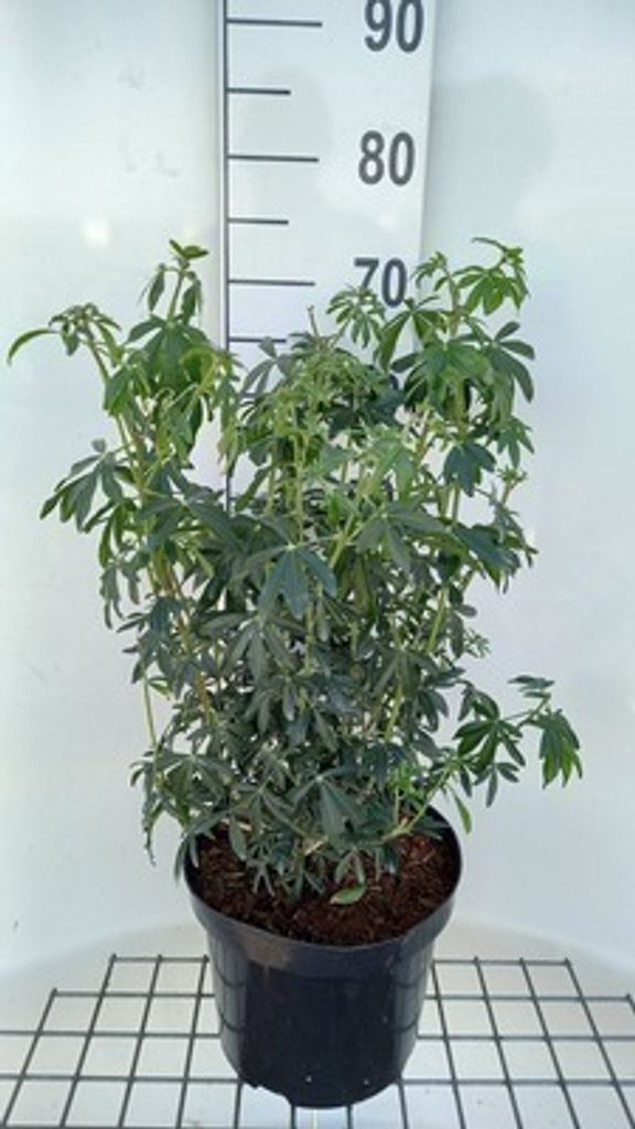 Choisya tern. 'Greenfingers'® - Orangenblume 40- 60 cm Obrázek produktu 