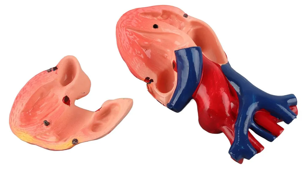 Maquette de cœur humain détaillée avec structures internes amovibles - 2