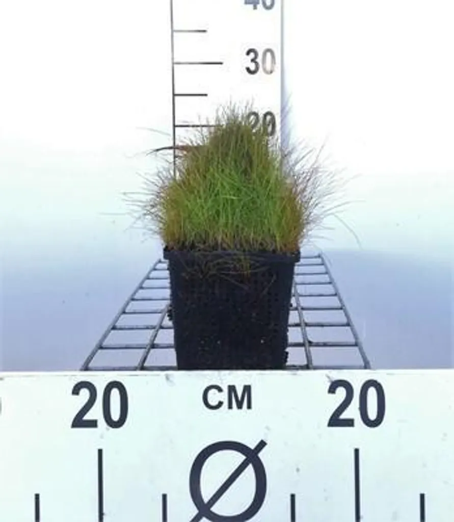 6x Eleocharis acicularis Pianta Ossigenante Laghetto Vaso 11x11