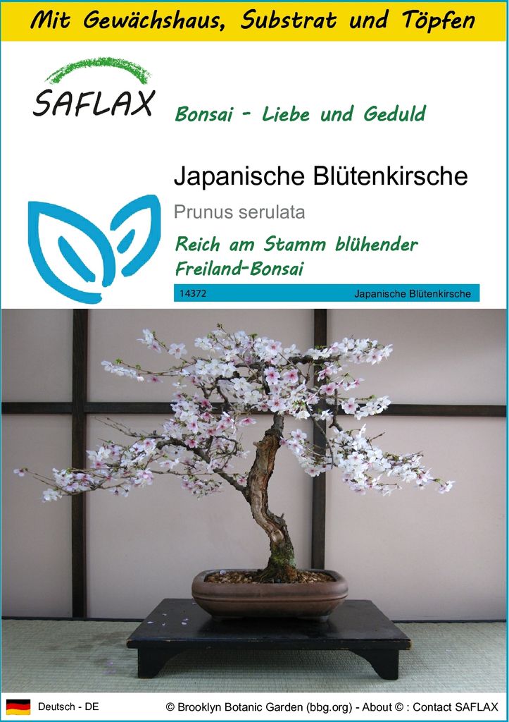 SAFLAX Anzucht Set - Japanische Blütenkirsche - Prunus Produktbild 