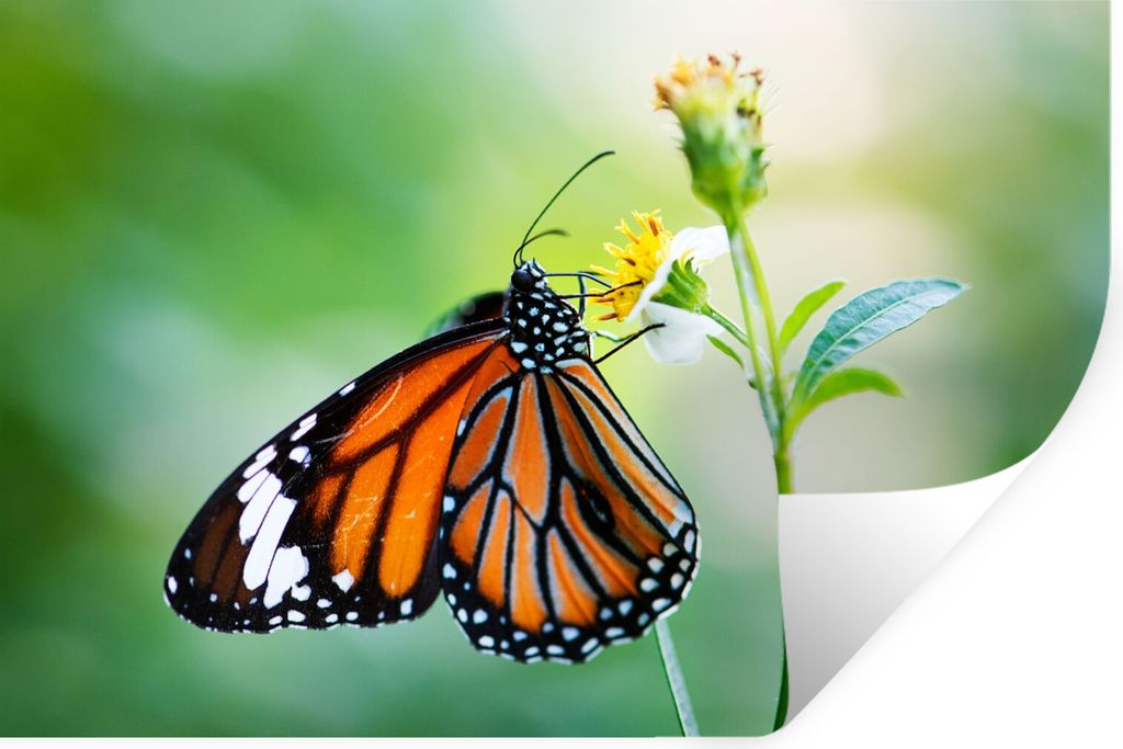 MuchoWow Wandtattoo Wandsticker Wandaufkleber Schmetterling - Blumen - Insekten 90x60 cm Selbstklebend und Repositionierbar - Aufkleber