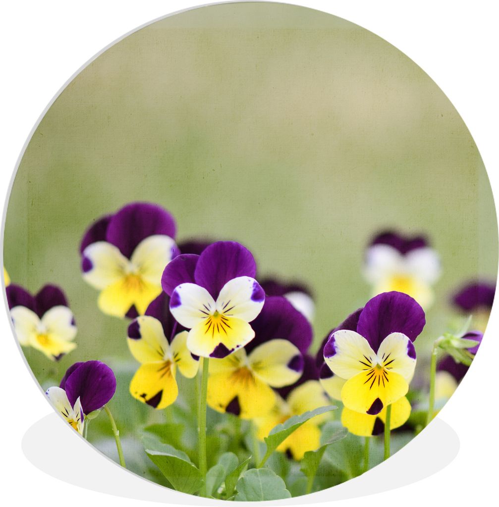 MuchoWow Rundes Wandbild - Runde Bilder Gelb mit violetten Veilchen Ø 30 cm Kreis Wanddekoration Kunststoff - Wandkreis - Wandschmuck - Schlafzi...