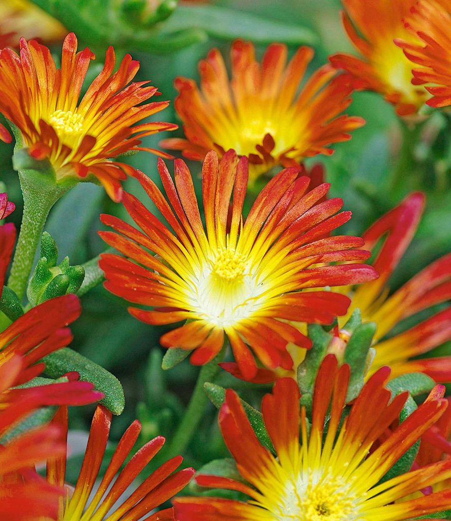 BALDUR Garten 3x Winterharte Eisblume Fire Wonder, Pflanzen Produktbild 