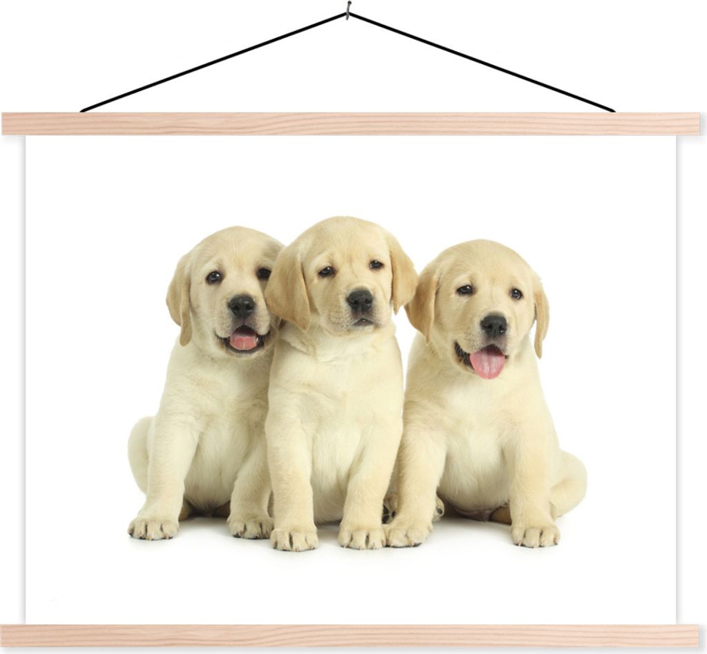 MuchoWow Textilposter Drei weiße Welpen in einer Reihe 60x45 cm mit holzfarbenen Rahmen - Bild