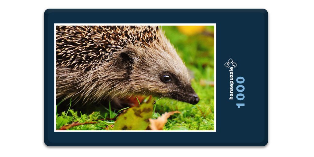 hansepuzzle 16530 - Igel Puzzle, 1000 Teile, Tierwelt, 60,0 x 46,0cm mit hochwertiger Aufbewahrung, Kartonbox und wiederverschließbarem Beutel