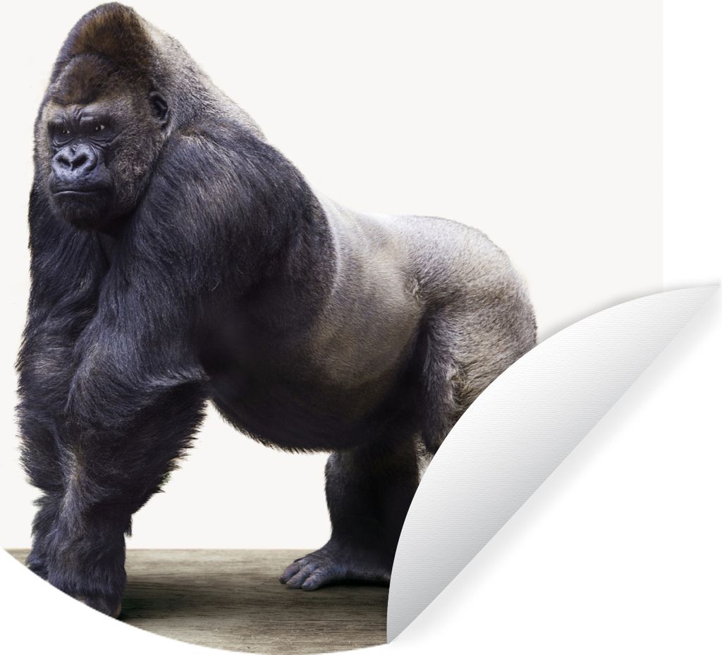 MuchoWow Runde Wandtattoo - Wandsticker Tapete Aufkleber Tier - Gorilla - Affe Ø 80 cm Selbstklebend und Repositionierbar - Wandaufkleber - Krei...