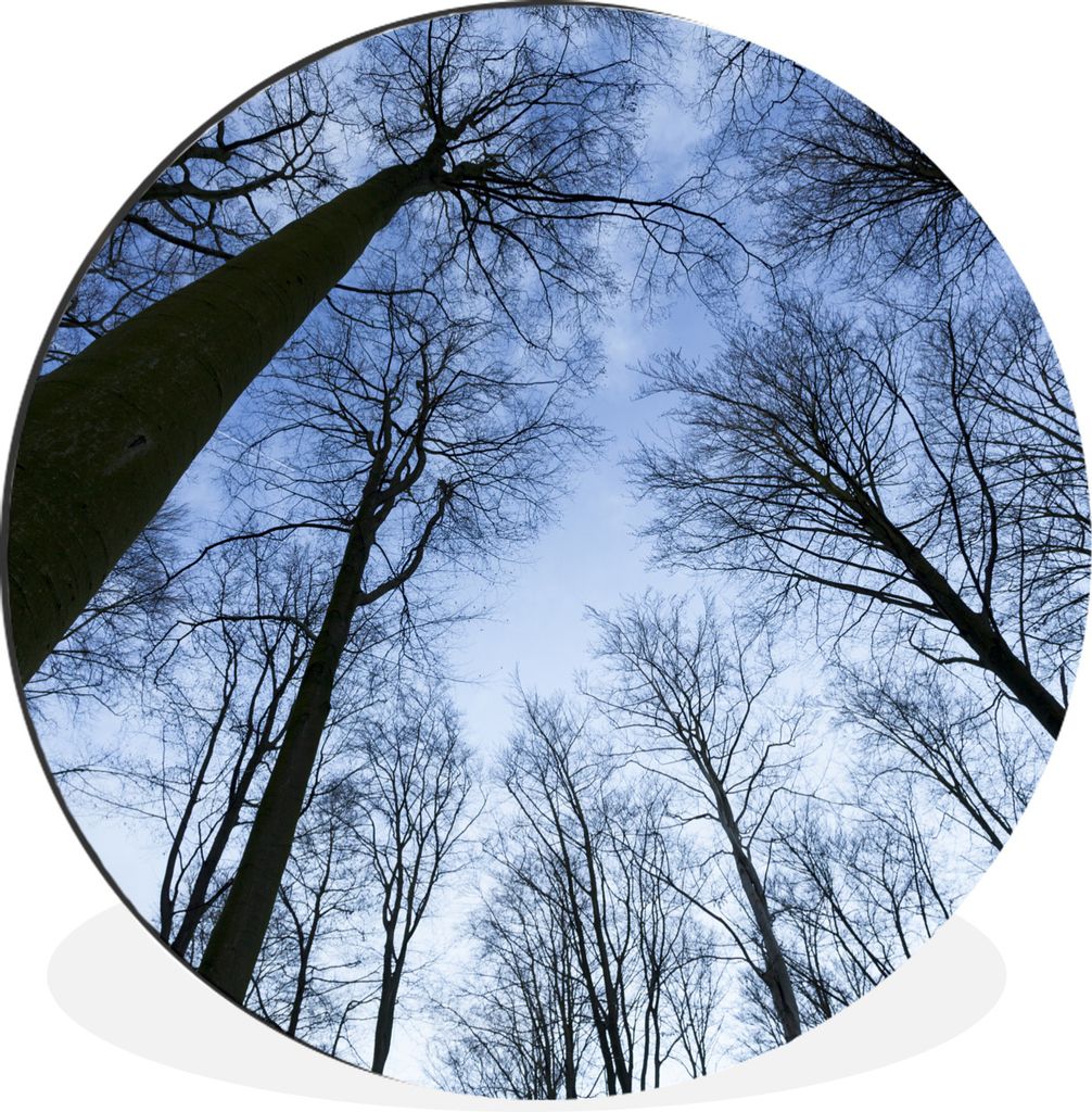 MuchoWow Aluminium Wandkreis Wald - Bäume - Himmel Ø 60 cm Wanddeko Modern Wohnzimmer - Wand Kreis - Wandbild - Schlafzimmer - Aluminium Bild -...