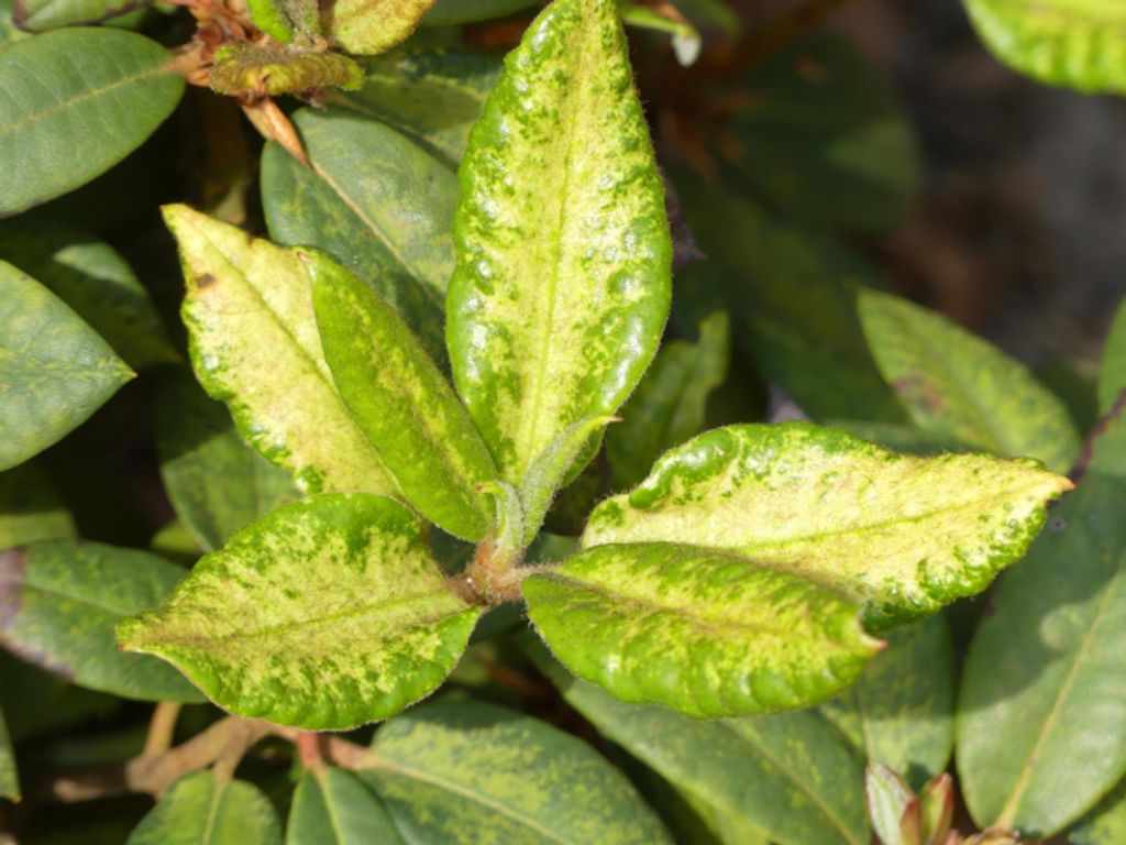 Rhododendron Hybride Ballena - Großblumige Alpenrose Ballena - 40-50 cm