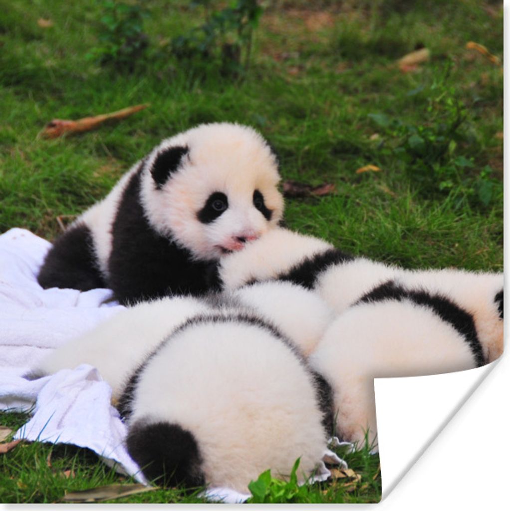 MuchoWow Poster Pandas - Gras - Decke 100x100 cm - Babyzimmer