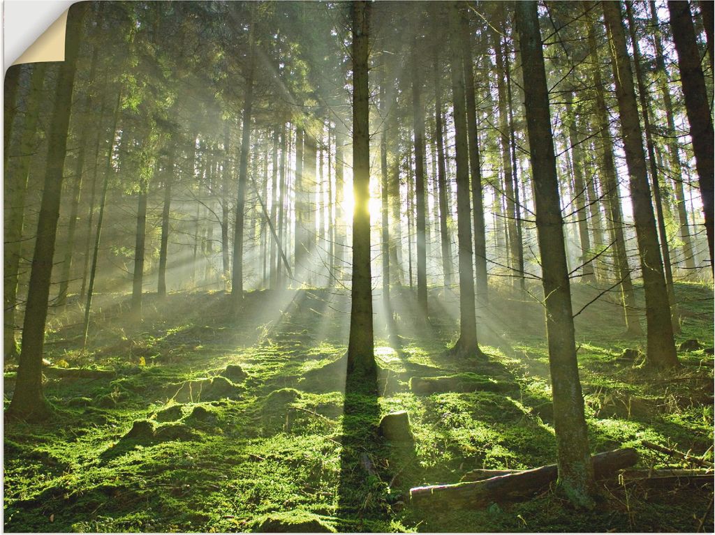 ARTland Wandbild, selbstklebend Wald im Gegenlicht Größe: 40x30 cm