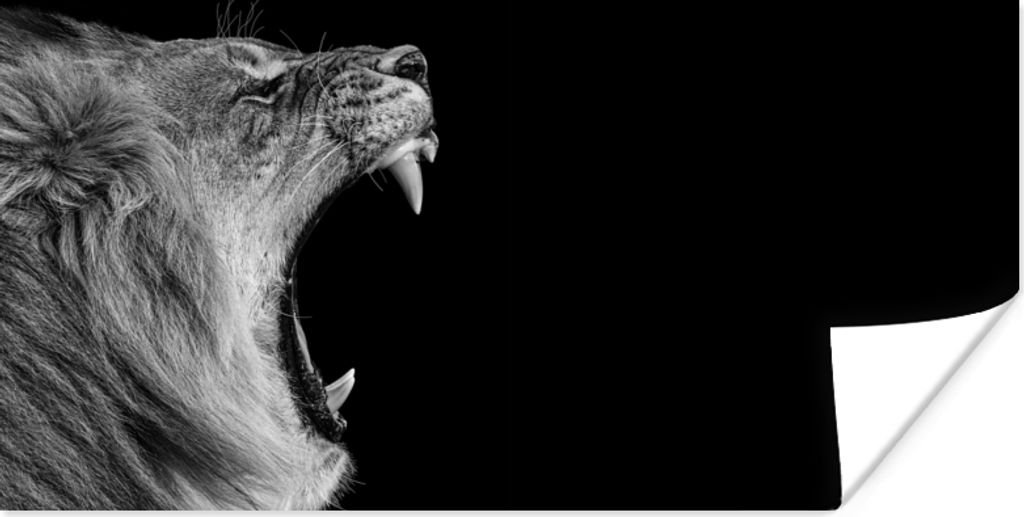 MuchoWow Poster Tiere - Löwe - Schwarz - Weiß - Porträt 150x75 cm - ohne Rahmen