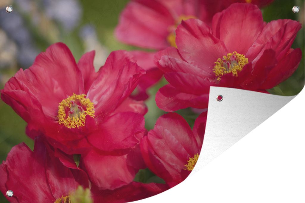 MuchoWow 120x80 cm Outdoor-Poster Gartendeko Sichtschutz Garten Poster für den Garten Die roten Pfingstrosen in der Natur