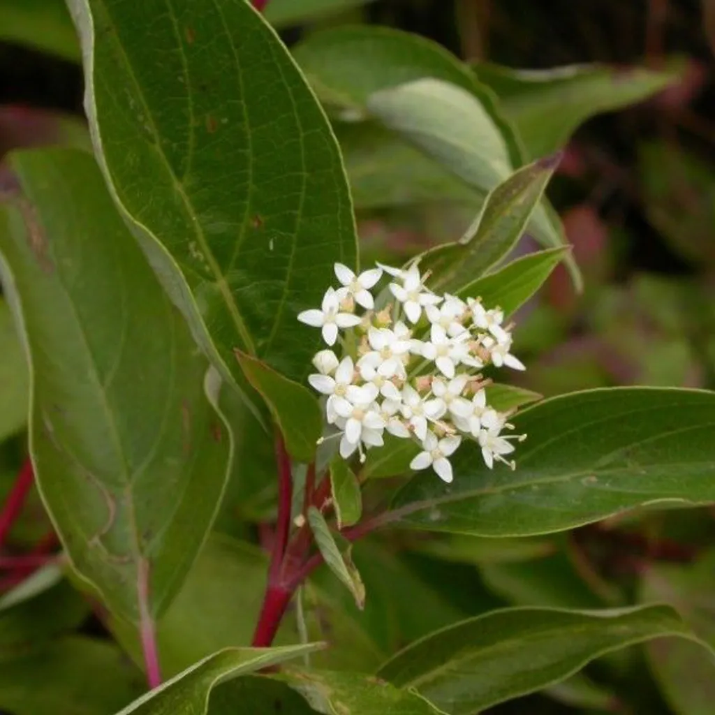 2 x Corniolo - Cornus sericea 'Kelseyi' | 30-40 cm in contenitore