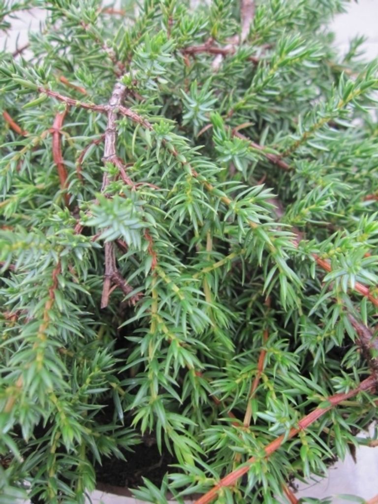 Juniperus Communis Hornibrookii - | Kaufland.de