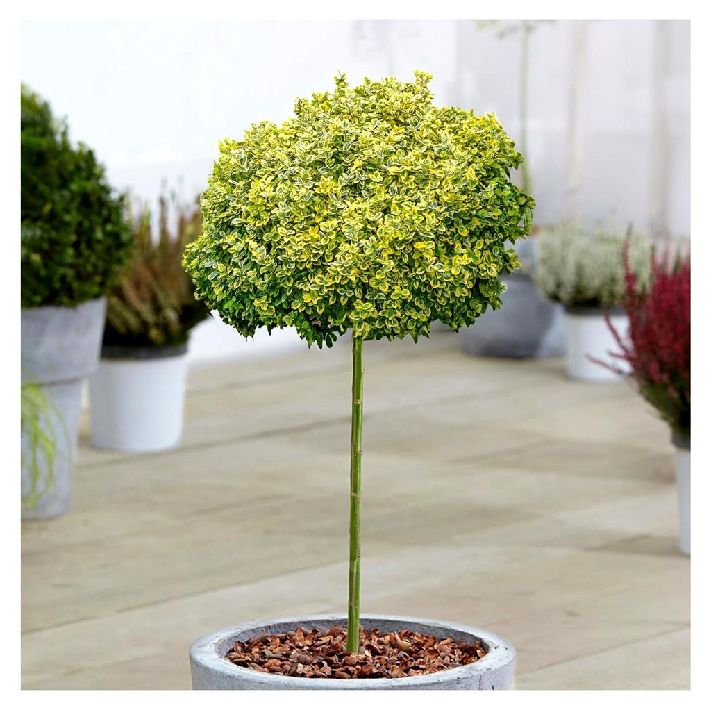 Euonymus Emerald 'n Gold Baum im Topf - Zierbaum für kleine Gärten