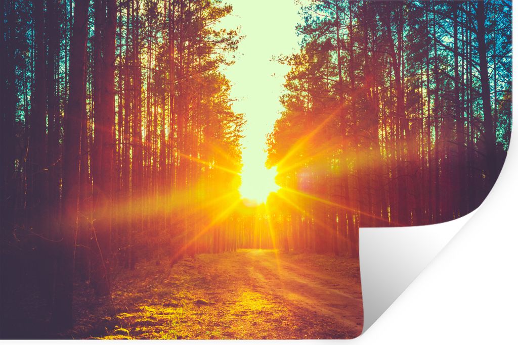 MuchoWow Wandtattoo Wandsticker Wandaufkleber Sonnenuntergang - Bäume - Wald - Natur 30x20 cm Selbstklebend und Repositionierbar - Wierderverwen...