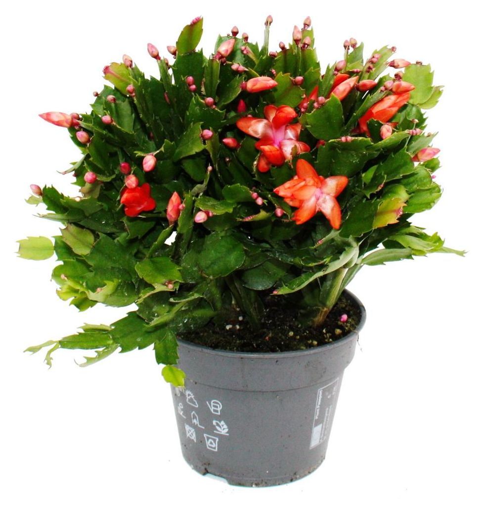 Großer Weihnachtskaktus - Schlumbergera - XXL - 17cm Topf - Produktbild 