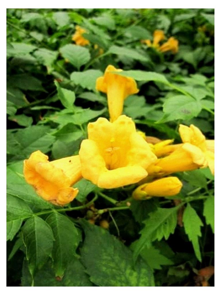 Campsis radicans Gelbe Trompetenblume - 80-100 cm
