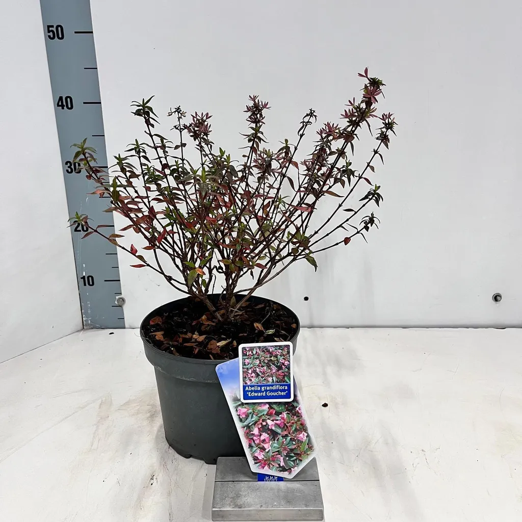 Abelia Edward Goucher 30-35 cm : arbuste résistant pour sol sec
