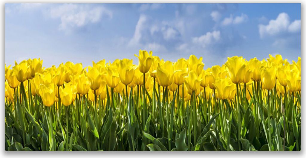 Glasbilder 140x70 Wandbild Druck auf Glas Tulpen Pflanzen