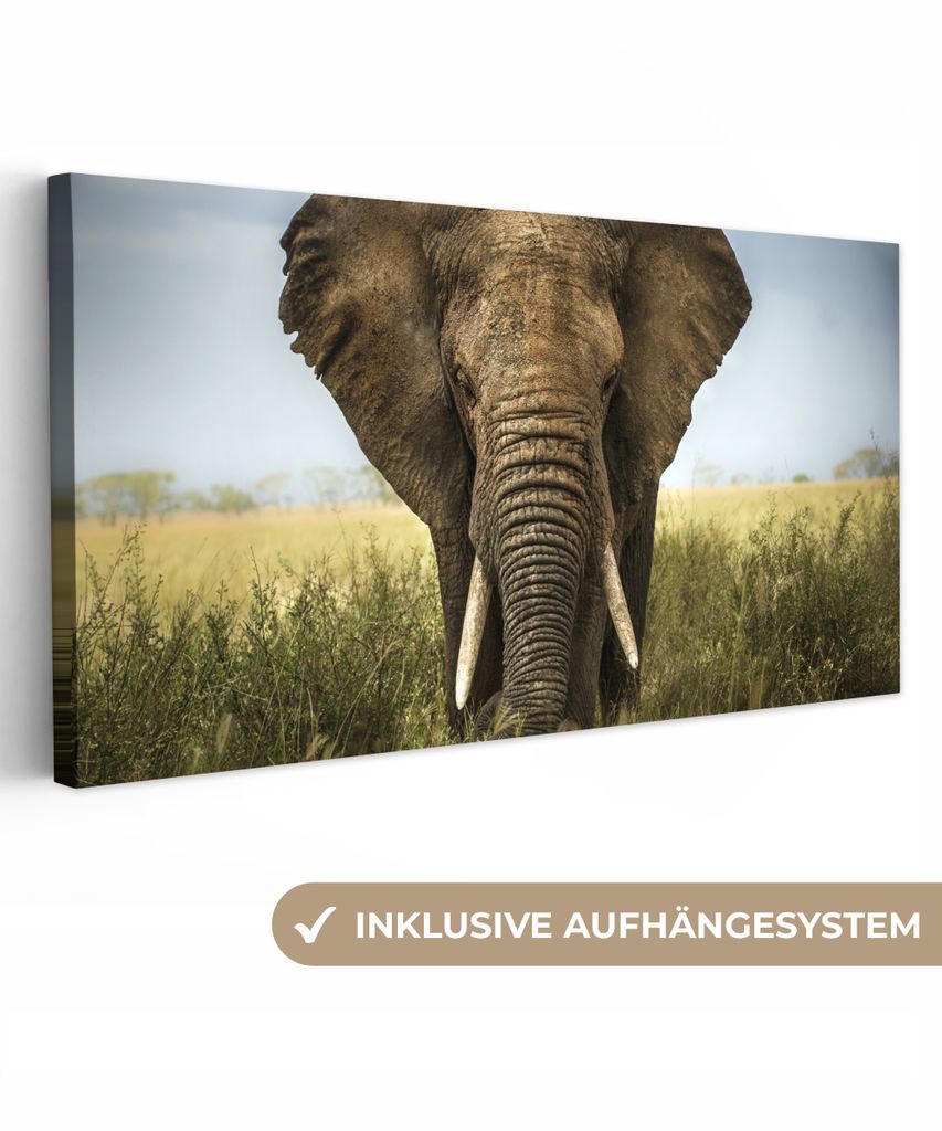 MuchoWow - Leinwandbilder - Elefant - Natur - Gras - Tiere - Landschaft, Wandbild, Wanddeko Bilder Wohnzimmer, 80x40 cm