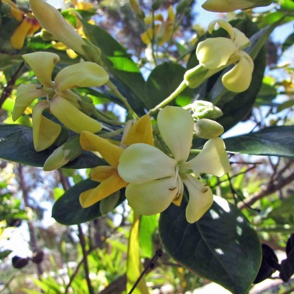 Australische Frangipani (Hymenosporum flavum) - 10 Samen