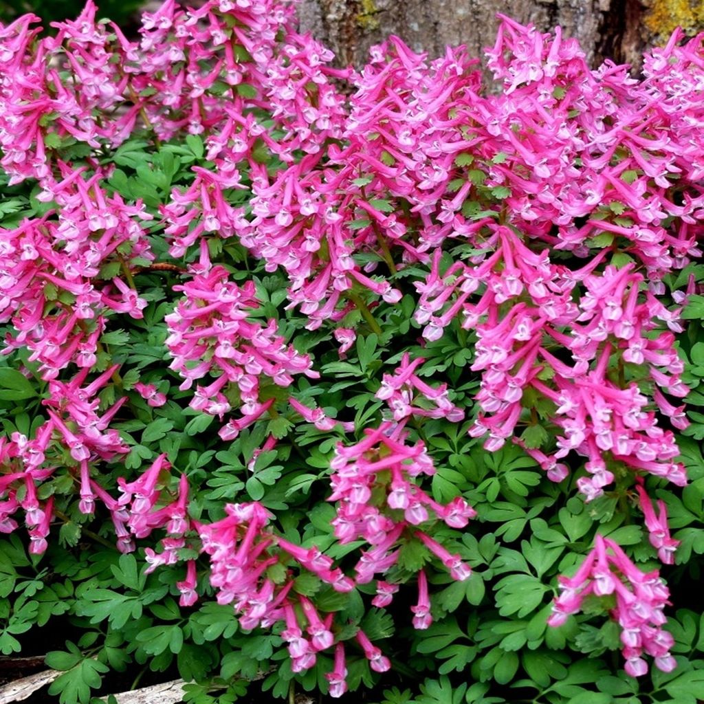 Corydalis - Kokorycz Beth Evans 5 szt. Cebulki Cebule Zdjęcie produktu 