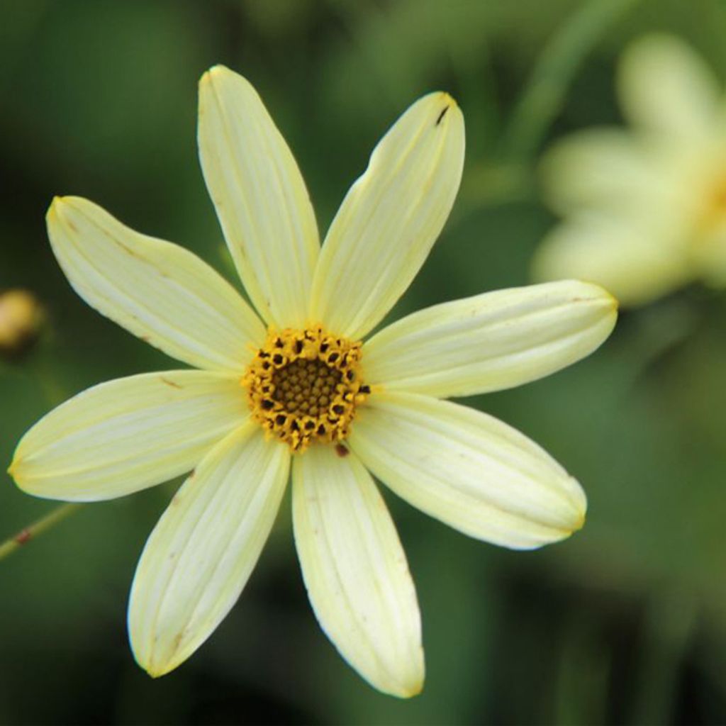 6 x Quirlblättriges Mädchenauge - Coreopsis verticillata 'Moonbeam' | Topf 9cm x 9cm