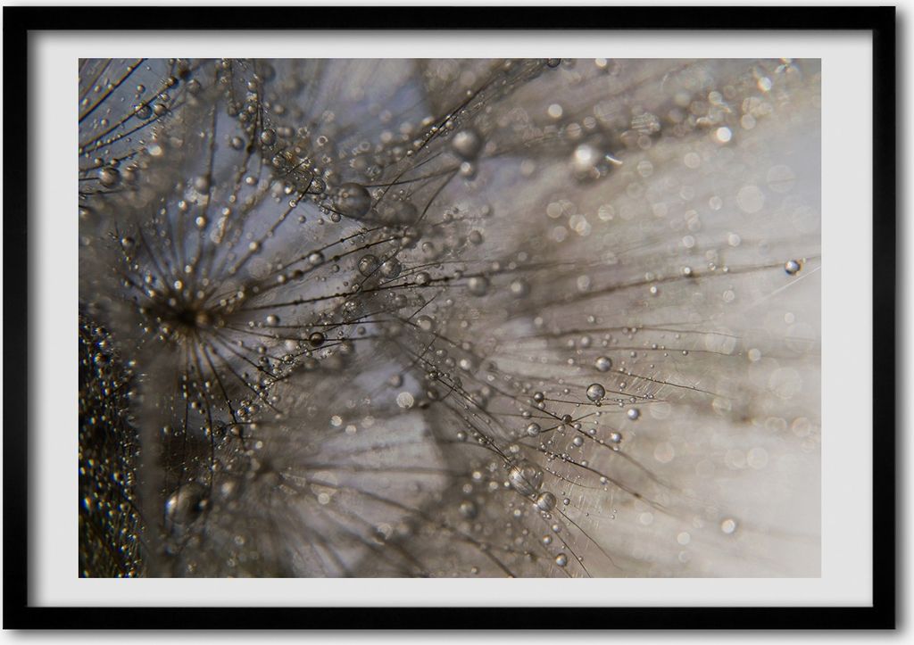 Bild - Bilderrahmen - 100 cm x 70 cm - MDF - Rahmen - Foto - Wandkunst Löwenzahn Samen