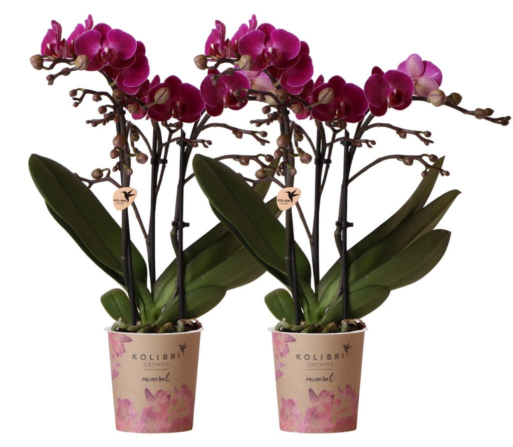 Kolibri Orchids | COMBI DEAL von 2 lila Phalaenopsis Orchideen - Morelia - Topfgröße Ø9cm | blühende Zimmerpflanze - frisch vom Züchter