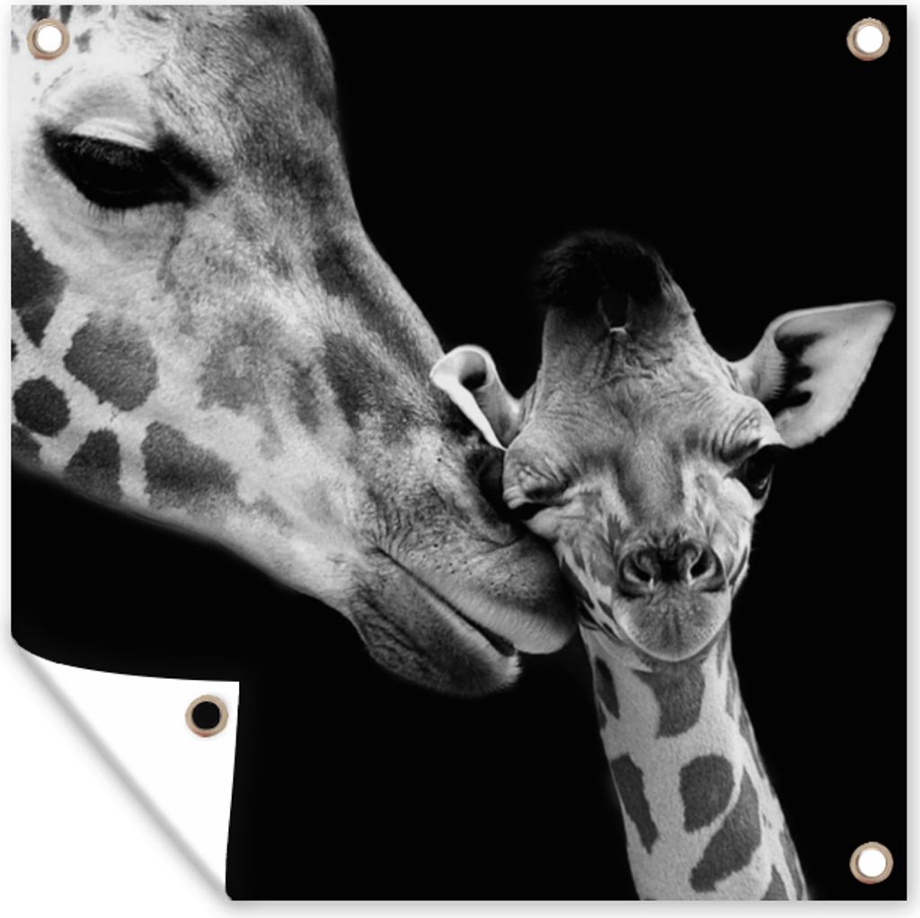 MuchoWow 100x100 cm Outdoor-Poster Gartendeko Sichtschutz Garten Poster für den Garten Tiere - Schwarz - Weiß - Giraffe - Porträt